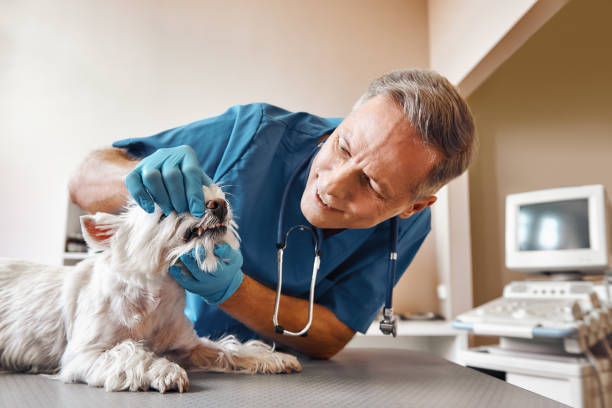 Best Emergency Broken Tooth Repair in Pantego, TX